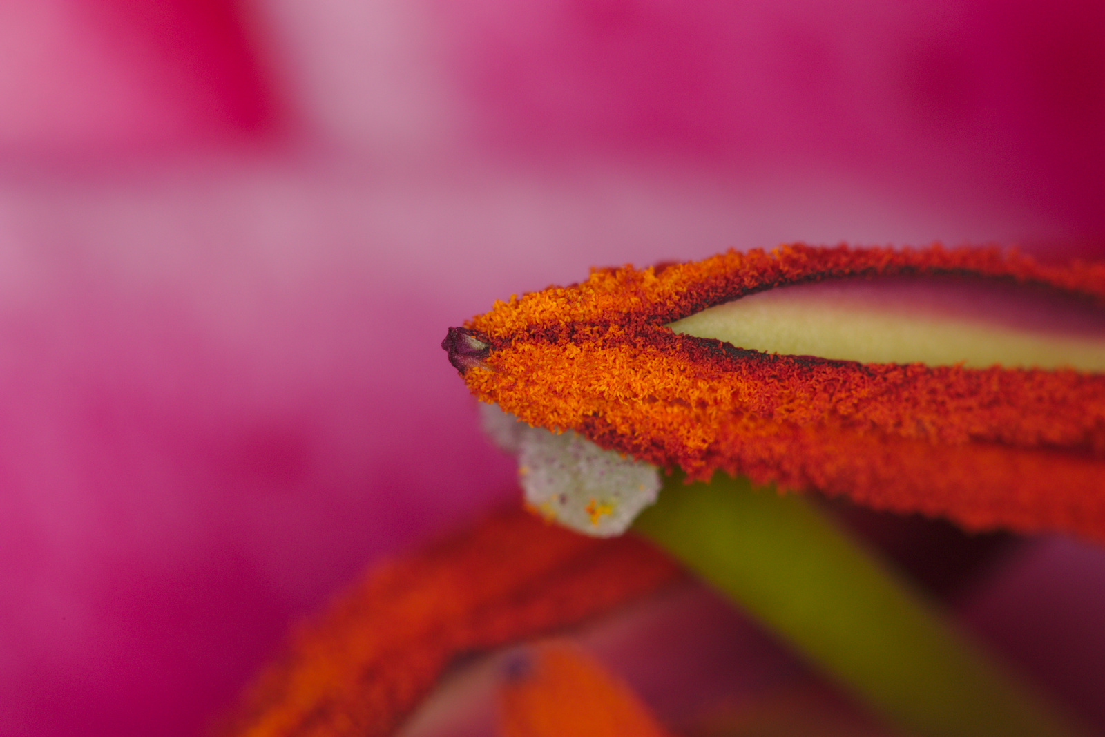 Pink Lily